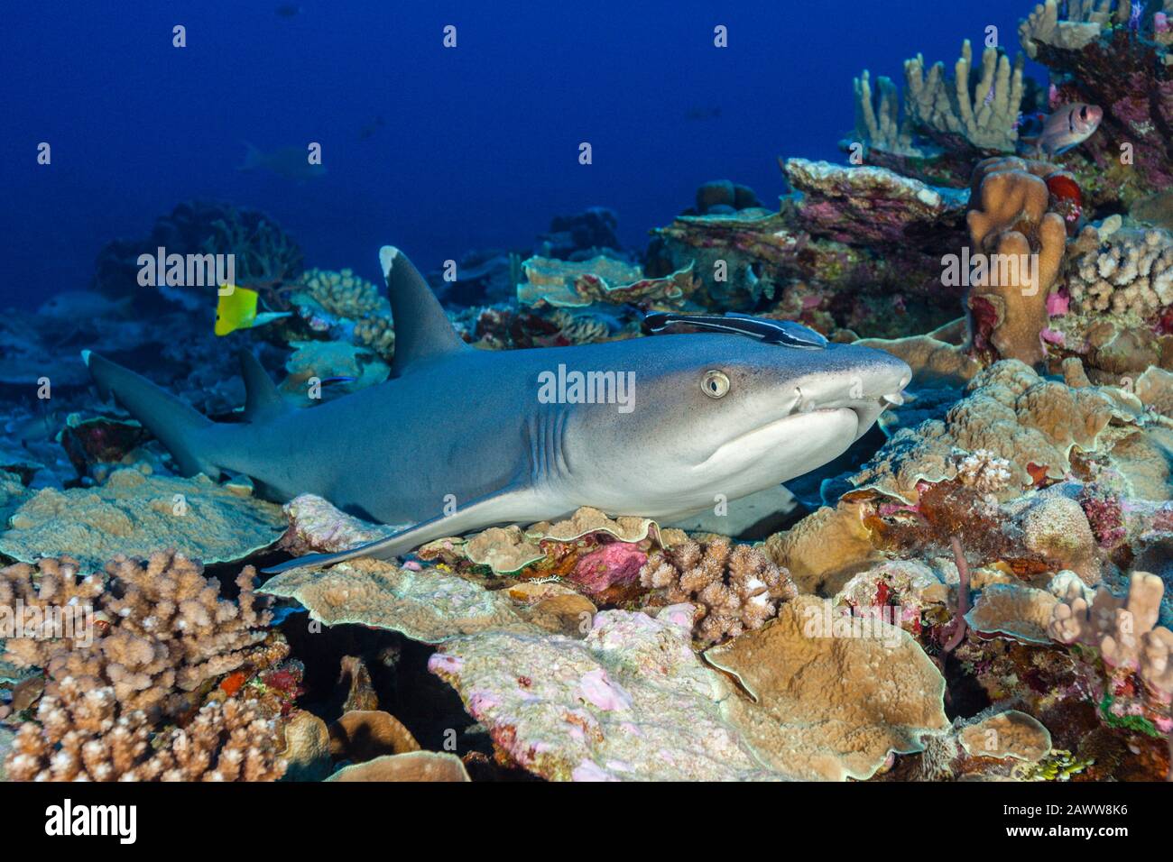 Whitetip Reef Shark, Triaenodon obesus, Fakarava, Tuamotu Archipel, French Polynesia Stock Photo