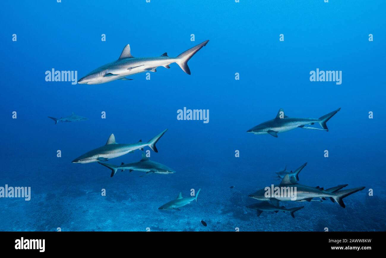 Grey Reef Shark, Carcharhinus amblyrhynchos, Fakarava, Tuamotu Archipel, French Polynesia Stock Photo