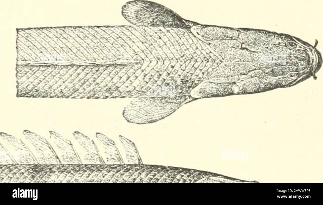 Catalogue of the freshwater fishes of Africa in the British museum