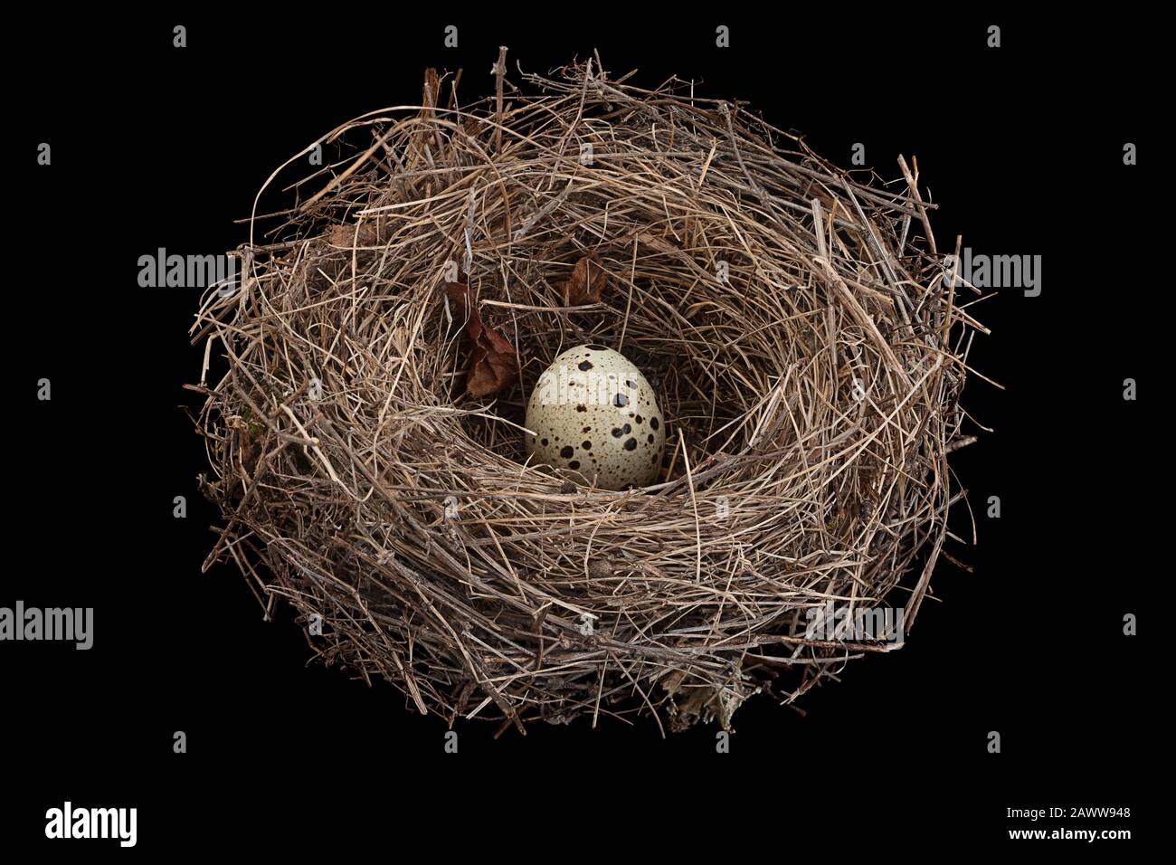 Birds nest with eggs isolated on black background Stock Photo - Alamy