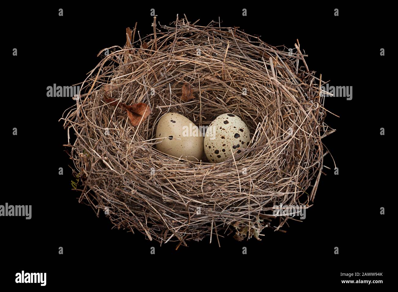 Birds nest with eggs isolated on black background Stock Photo - Alamy