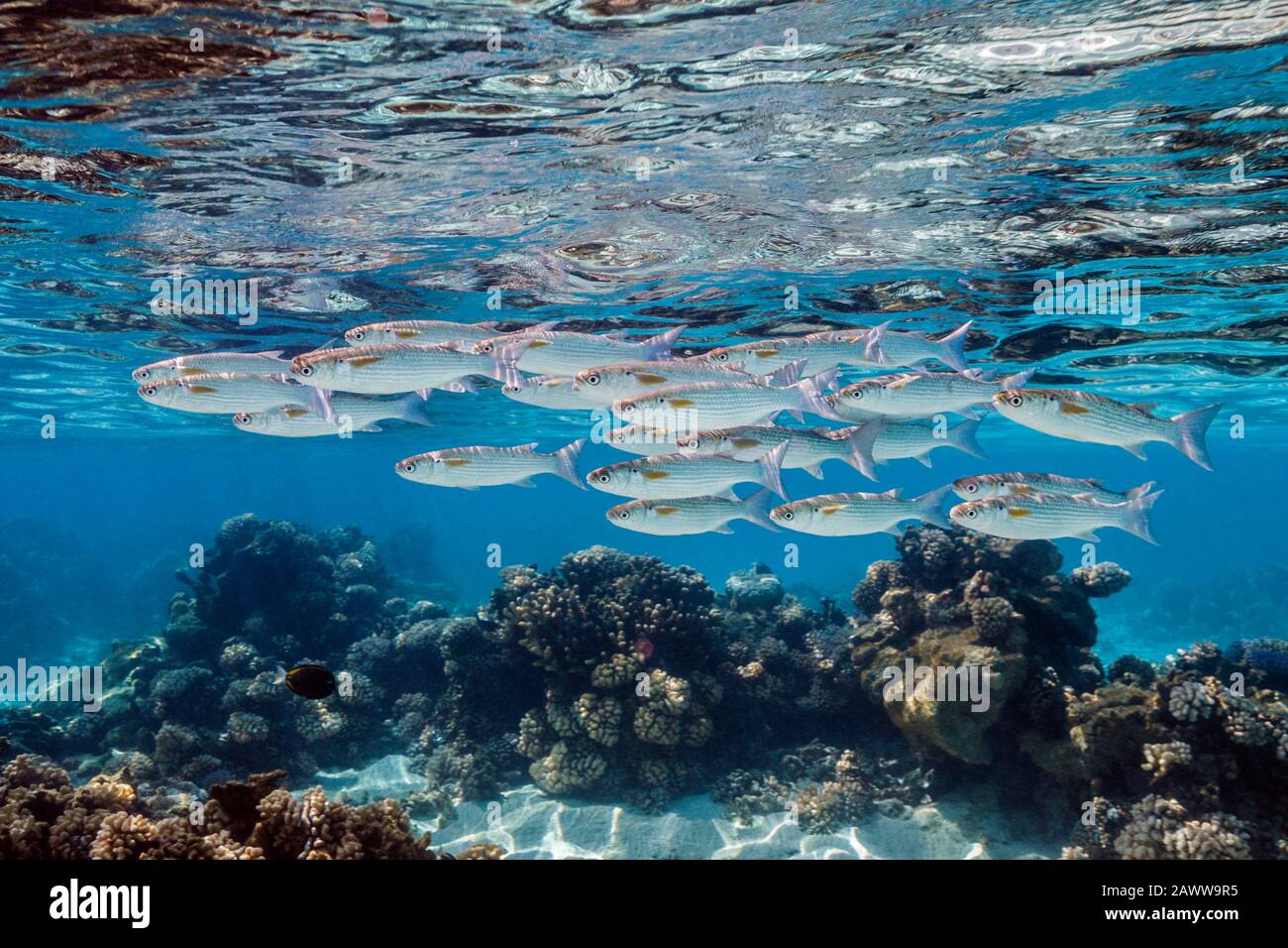 Milkfish hires stock photography and images Alamy