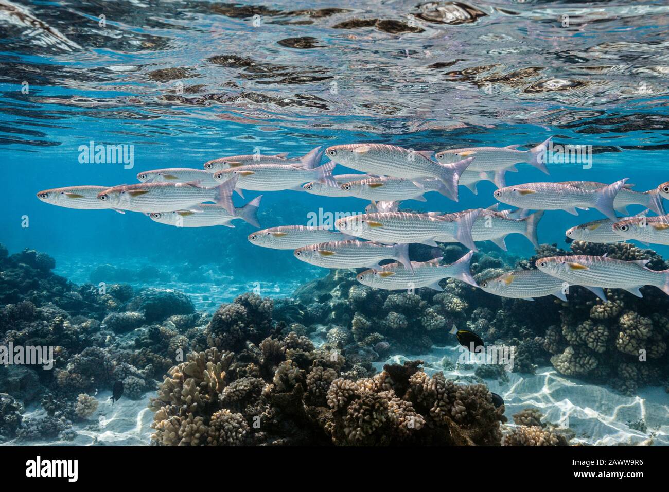 Shoal of Milkfish, Chanos Chanos, Fakarava, Tuamotu Archipel, French Polynesia Stock Photo