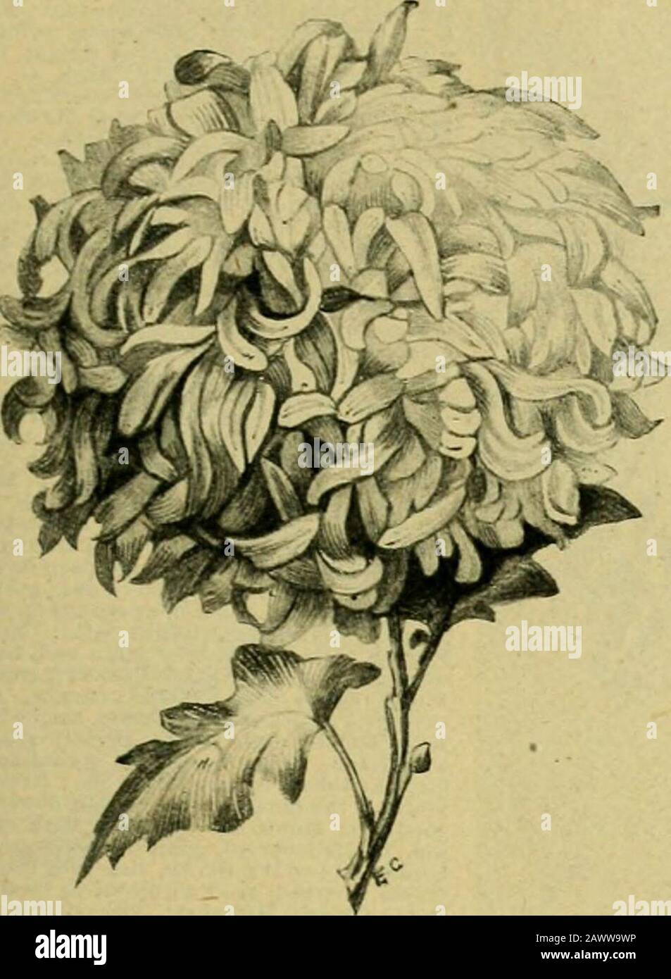 petal dictionary