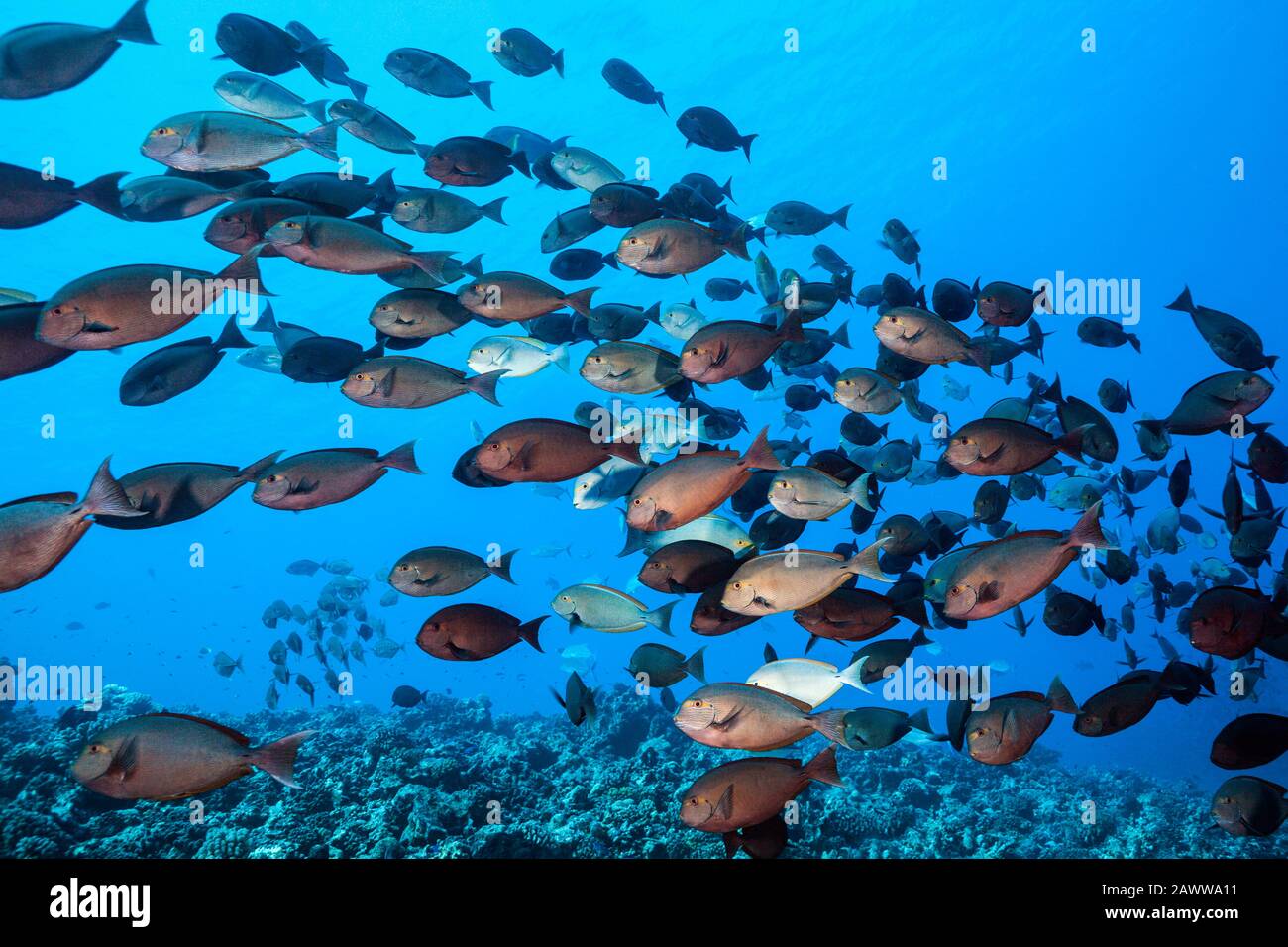 Shoal of Elongate Surgeonfish, Acanthurus mata, Ahe, Tuamotu Archipel, French Polynesia Stock Photo