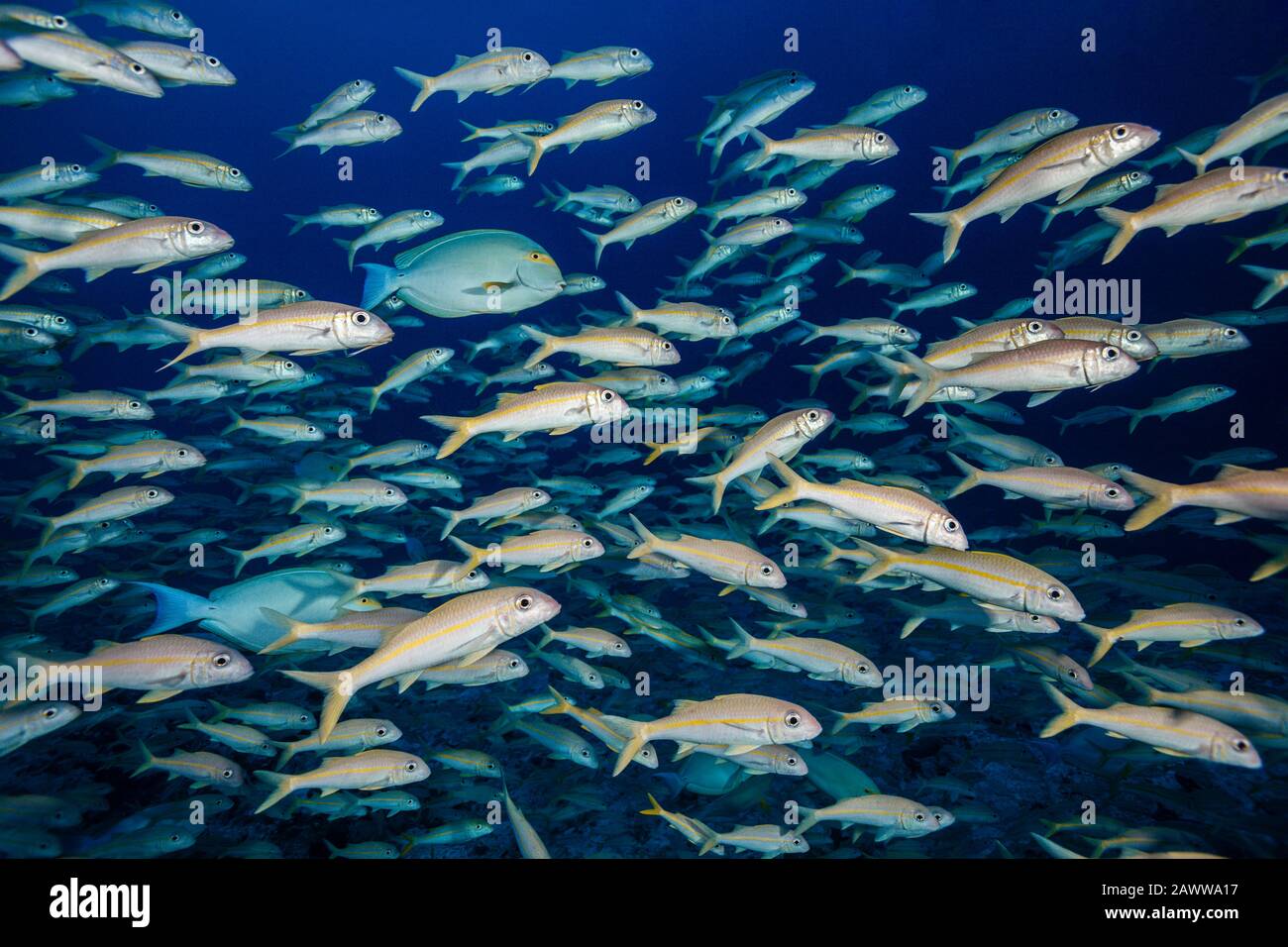 Shoal of Yellowfin Goatfish, Mulloidichthy vanicolensis, Fakarava, Tuamotu Archipel, French Polynesia Stock Photo