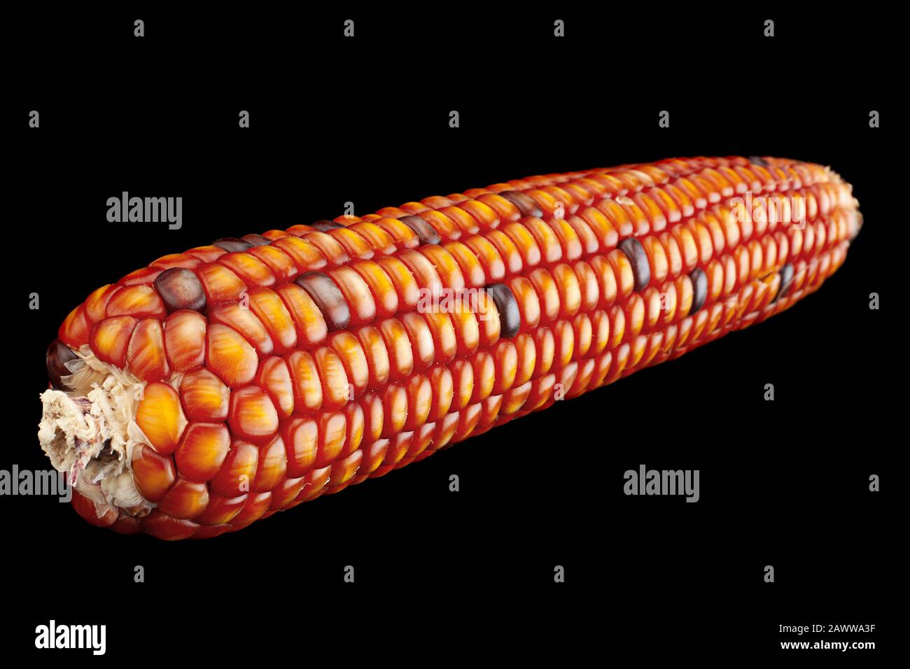Decorative multicolor corn seeds closeup isolated on black Stock Photo