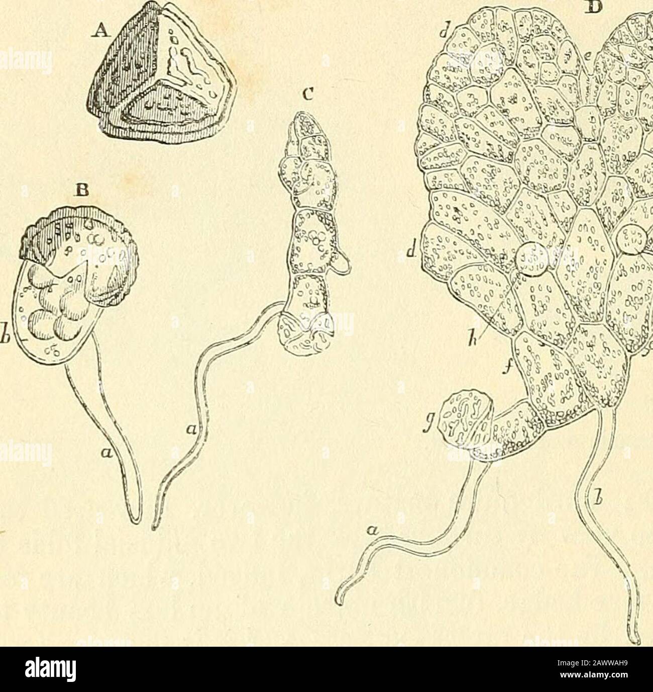 The microscope and its revelations . ismarked, very much in the manner of poUen-grains (Fig. 187),with points, streaks, ridges, or reticulations. When placedupon a damp surface, and exposed to a sufficiency of Kght andwarmth, the spore begias to germinate, the first iaclicationof its vegetative activity being a slight enlargement, which ismanifested in the rounding-off of its angles; this is followedby the putting-forth of a tubular prolongation (b, a) of theiaternal ceU-waU, through an aperture in the outer spore-coat ; and, by the absorption of moisture through this root-fibre, the inner ceU Stock Photo