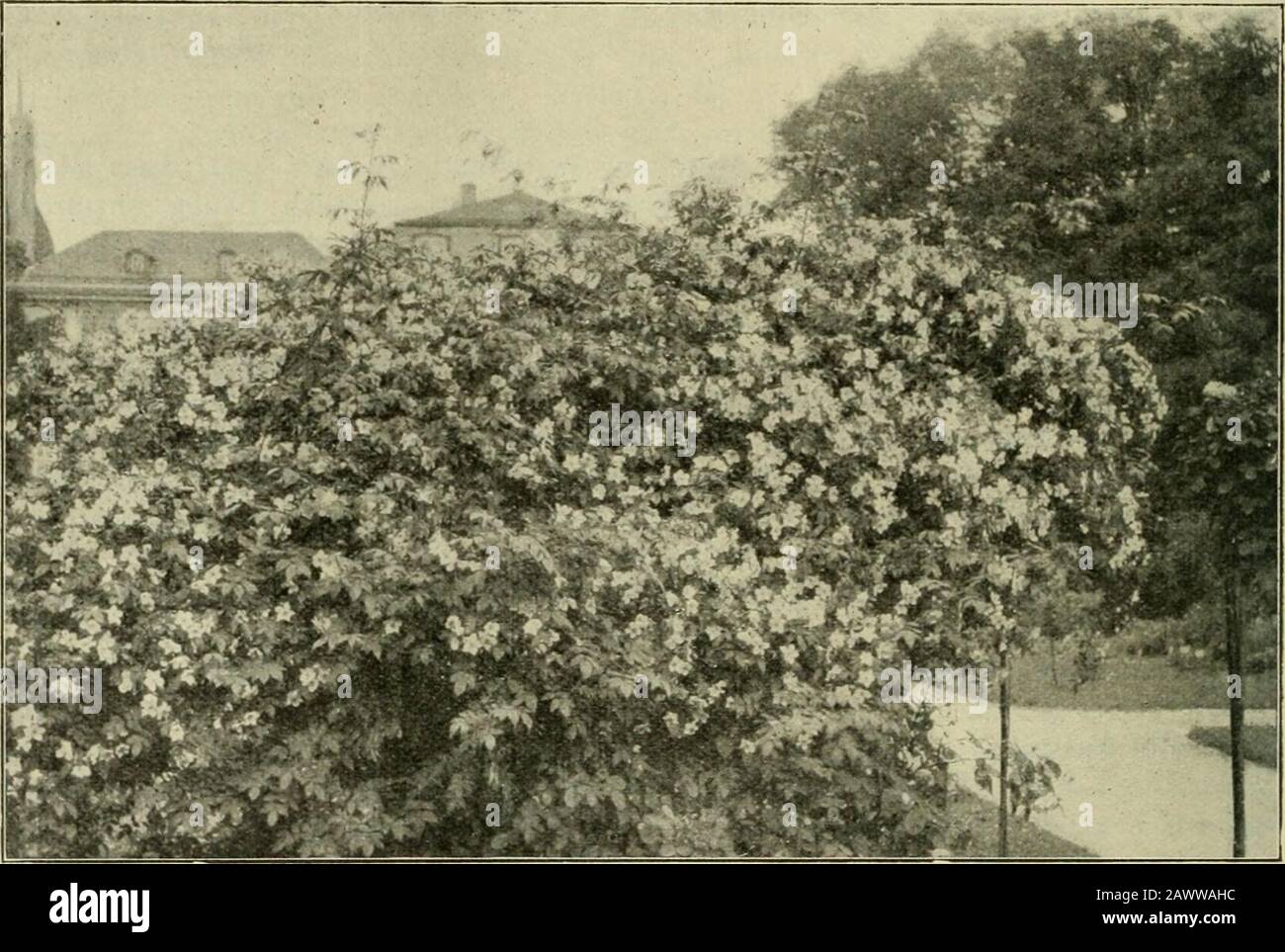 Mitteilungen der Deutschen Dendrologischen Gesellschaft . ter, lehmig-sandiger, anmooriger Boden sagt allen Magnolienzu, unter diesen Bedingungen müssen wir die Kultur also in geeigneten Lagenversuchen. Bonn. L. Beißner. 18* 276 Kleine Mitteilungen. Rosa moschata Herrmann. (Abbildung.) Die Moschusrose, in Abyssinien und im wärmeren Asien Jieimisch, imMittelmeergebiet hier und da verwildert, ist sehr formenreich. Die typische Pflanze, mit einfachen weißen, in reichblütigen Blütenständenerscheinenden, stark nach Moschus duftenden Blumen, ist ziemlich selten inKultur vertreten, ist empfindlich, v Stock Photo