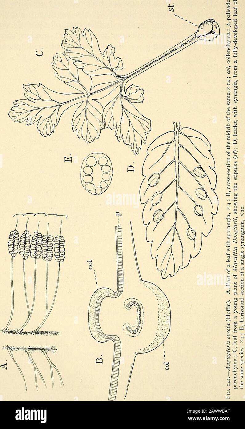 The structure & development of the mosses and ferns (Archegoniatae) . ^very numerous vascular bundles, which at the base give offbranches that supply the thick stipules within which theybranch and anastomose to form a network. These bundles inA^igiopteris are arranged in several circles, or according toDe Vriese and Harting,^ the central ones form a spiral. Inthe rachis of the last divisions of the leaves, however, both of ^ Bower (2), p. 579. - Holle (2), p. 217. ^ De Vriese (i). 270 MOSSES AND FERNS CHAP. Marattia and Angiopteris, there is but a single axial bundle, asin the petiole of the c Stock Photo