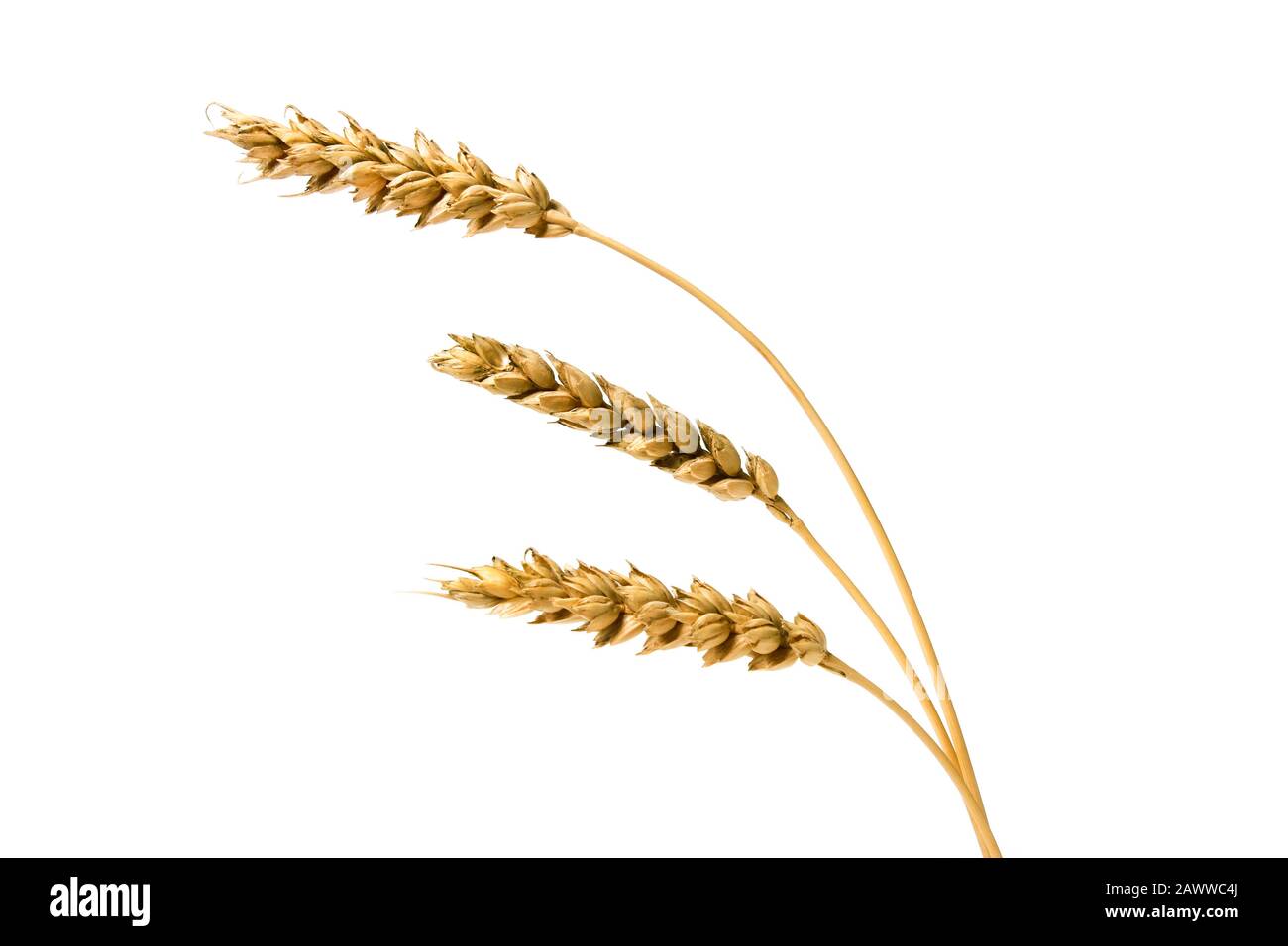 Wheat ears isolated on white Stock Photo