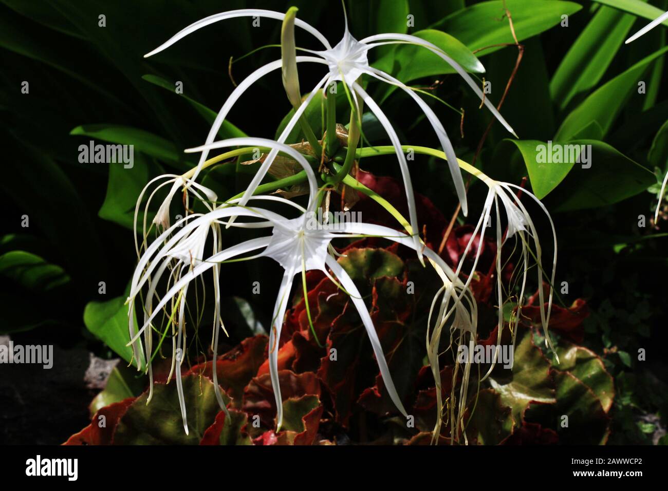 Hakenlilie crinum asiaticum Stock Photo