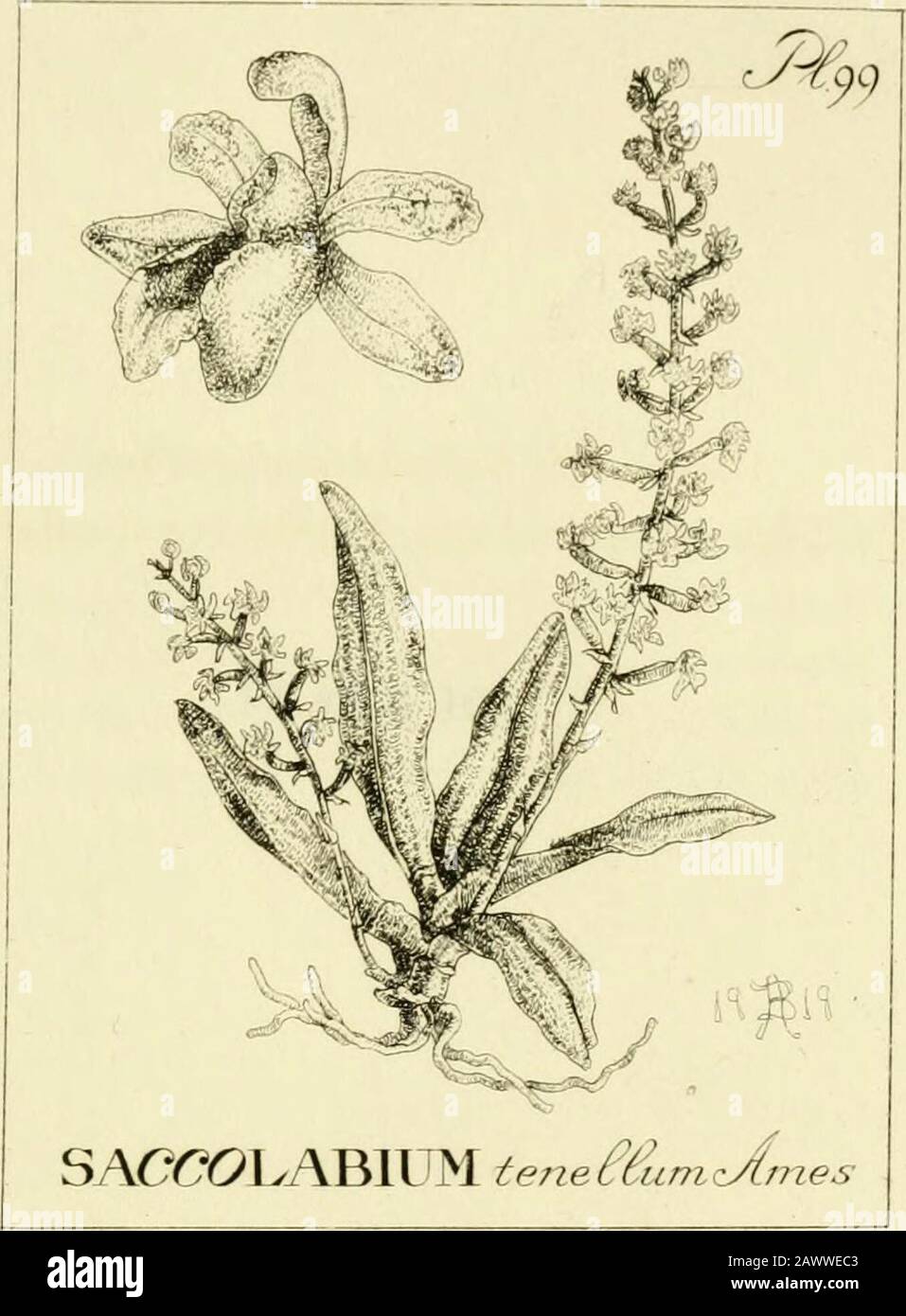 Orchidaceae: illustrations and studies of the family Orchidaceae . PLATE 99 ORCHIDACE.E Plate 99 : Saccolabium tenellumPlant, drawn natural size. Flower much enlarged. [ 314 ]. PLATE 100 ORCHIDACEiE Plate 100: Philippinaea WenzeliiI. Plant reduced one half. II. Inflorescence nat-ural size. 1, labellum and gynostemium, poUiniaremoved. 2, labellum and gynostemium, polliniain position. 3, pollinia. 4, labellum sac open toshow clavate processes on the lateral wall. [ 316 1 PHII.IPFINAEA Stock Photo