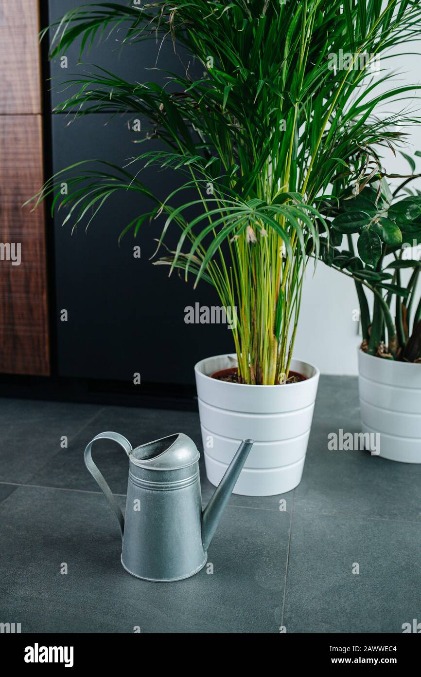 Tall potted plants standing on an apartment floor next to watering can Stock Photo