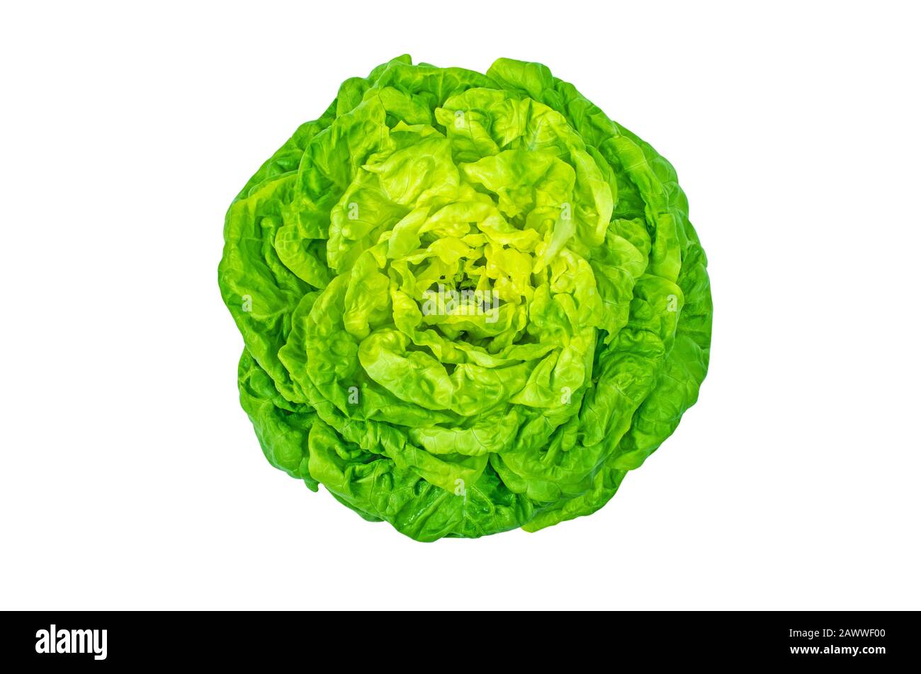 Trocadero lettuce salad heart isolated on white top view. Butterhead variety. Green leafy vegetable. Stock Photo