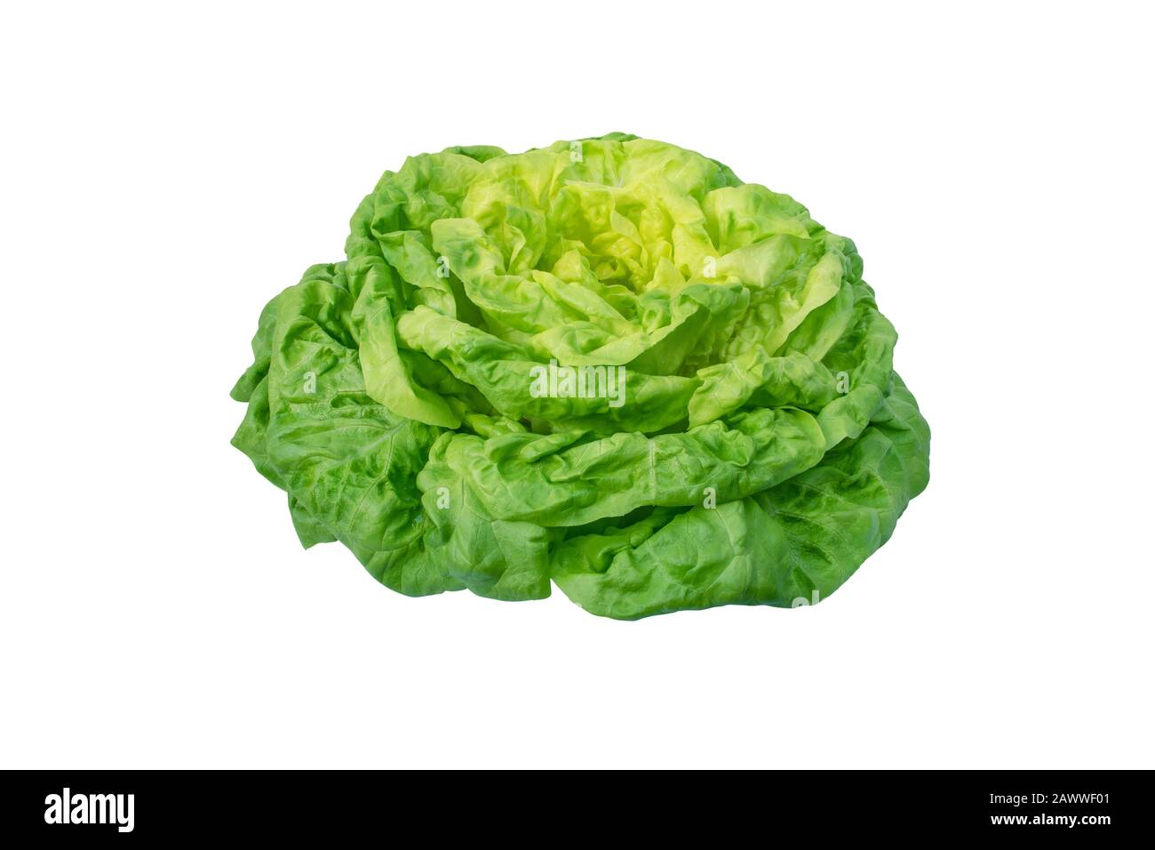 Lettuce salad head isolated on white. Butterhead variety. Trocadero cultivar. Green leafy vegetable. Stock Photo