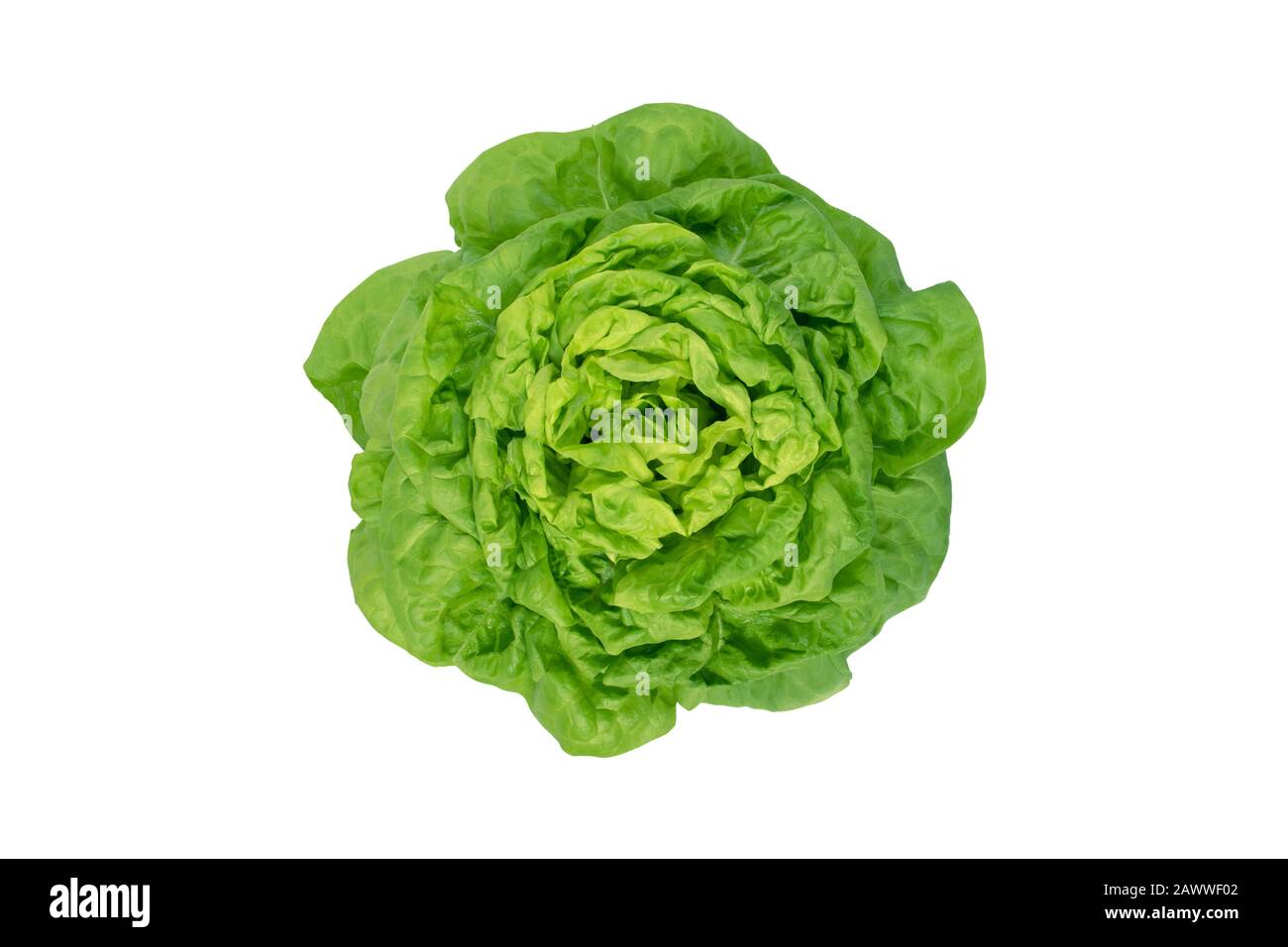 Lettuce salad head isolated on white top view. Butterhead variety