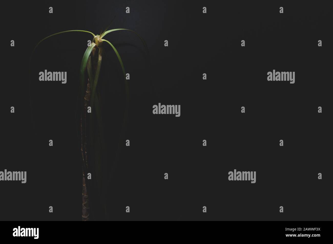 Home plant on a dark background. houseplant stand alone. dracaena plant in darkness. copy space Stock Photo