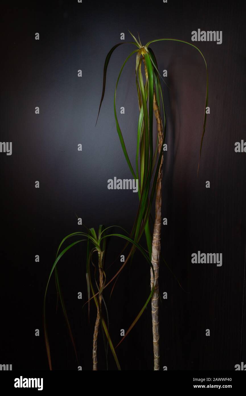 Home plant on a dark background. houseplant stand alone. dracaena plant in darkness. copy space Stock Photo