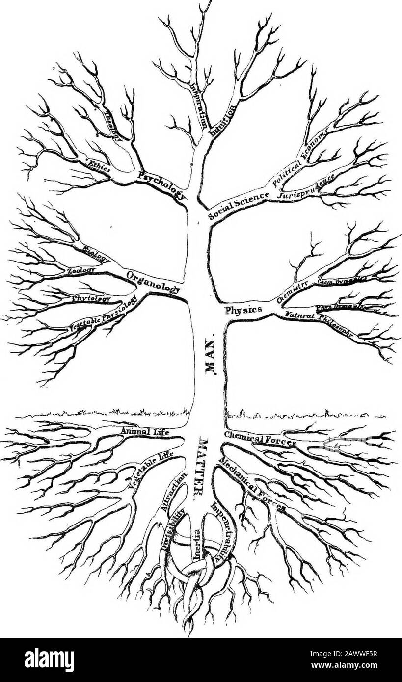 Manual of social science; being a condensation of the 'Principles of social science' of H.CCarey . the shoot. Vegetable Physiology; and second,into that of animal beings. Zoology, leading to Biology, orthe science of life. Following the stem in the natural order of rank and suc-cessive development it is seen next giving off Social Science,which divides itself into Jurisprudence and Political Econ-omy, while on the corresponding side the main branch, Psy-chology, ramifies itself into Ethics and Theology, the treefinally topping out with Intuition as the material branch andInspiration as the vit Stock Photo