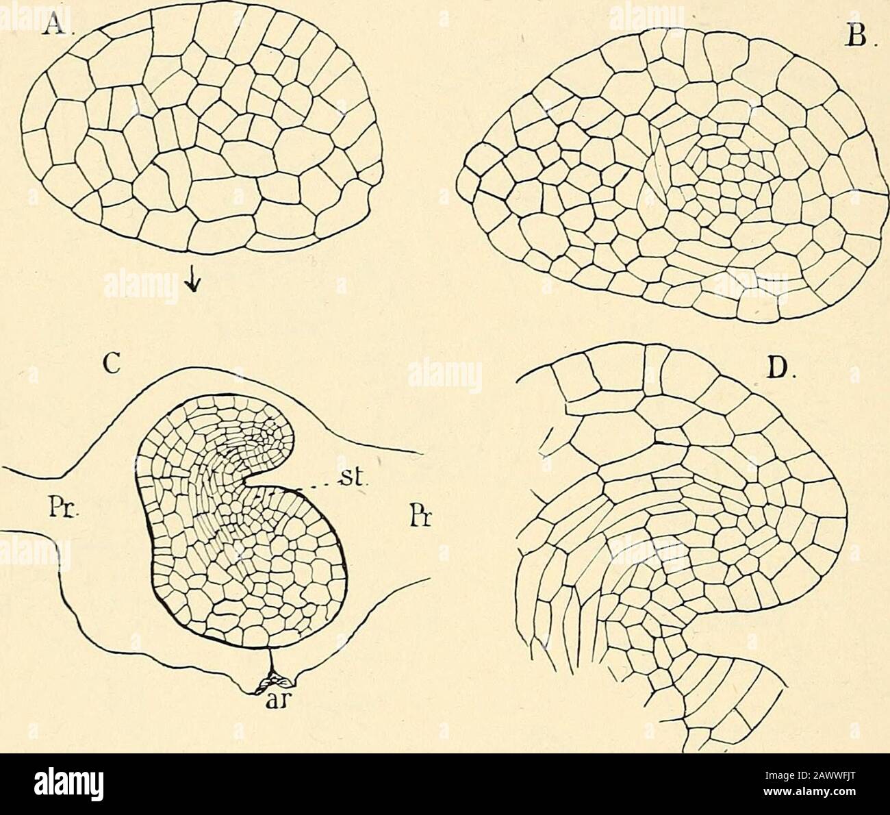 The structure & development of the mosses and ferns (Archegoniatae) . tsupper third is colourless and nearly hyaline. This is the receptive spot, and it is here that the spermatozoid enters.The nucleus is of moderate size, and not rich in chromatin ; asmall but distinct nucleolus is present. The spermatozoid retains its original form after it first enters the egg, and until itcomes in contact with the membrane of the egg nucleus. Itafterwards contracts and assumes much the appearance of the 262 MOSSES AND FERNS CHAP. nucleus of the sperm cell previous to the differentiation of thespermatozoid. Stock Photo