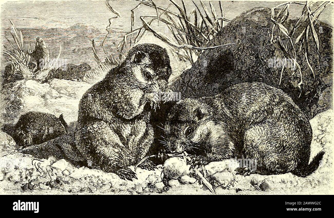 All about animalsFacts, stories and anecdotes . es live together in vast  colonies, or dog-towns, which are gen-erally situated where the soil is  soft and sandy. Its name, prairie-dog, comesfrom two sources: