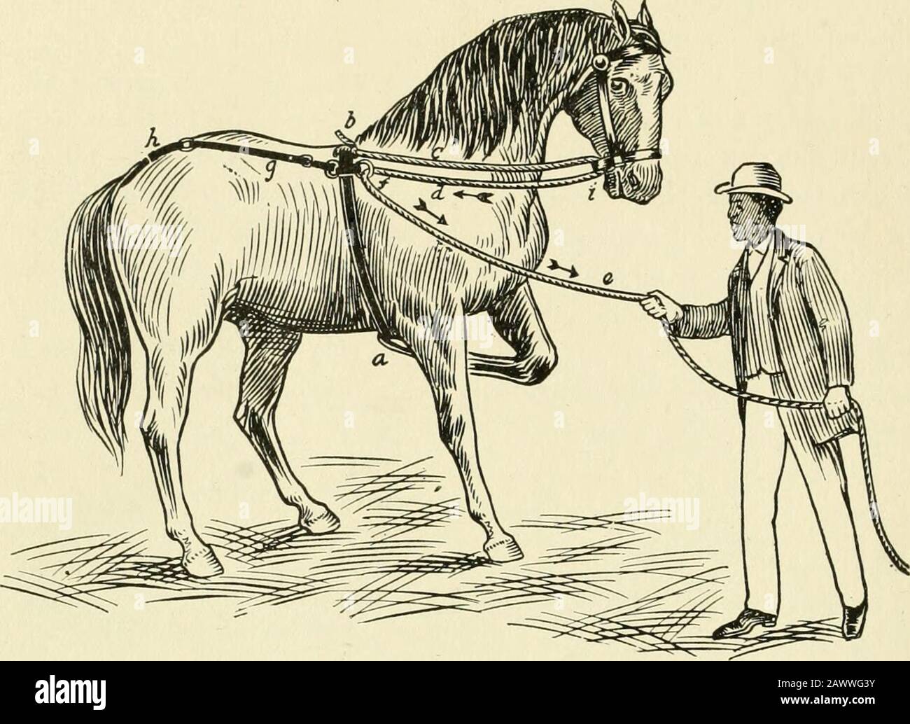 Rope under the tail hi-res stock photography and images - Alamy