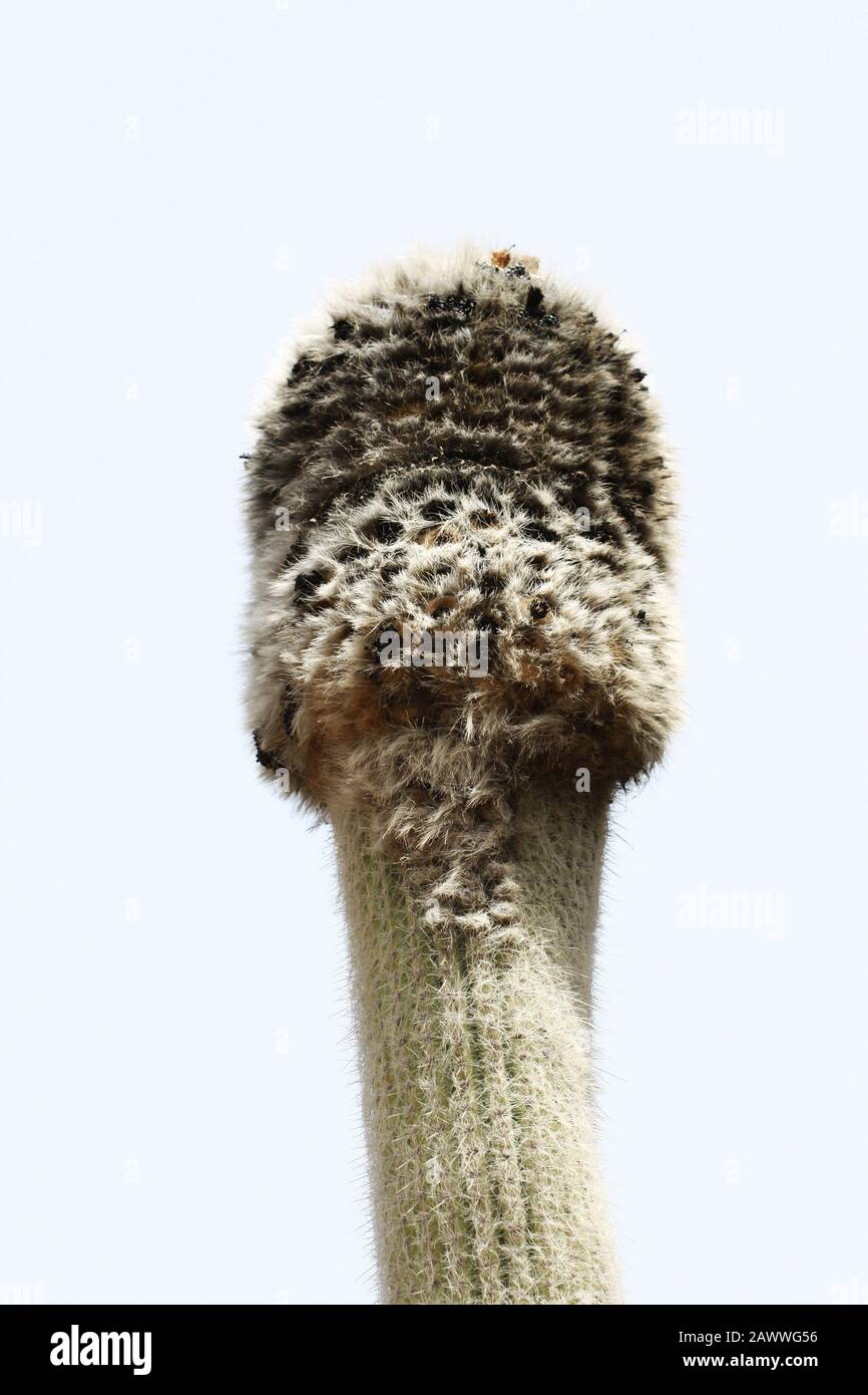 Cactus man hi-res stock photography and images - Alamy