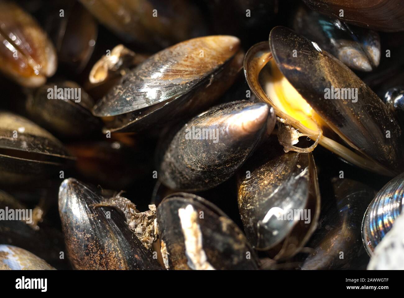 Fresh mussels on fishmongers stall, Grainger Market, Newcastleupon