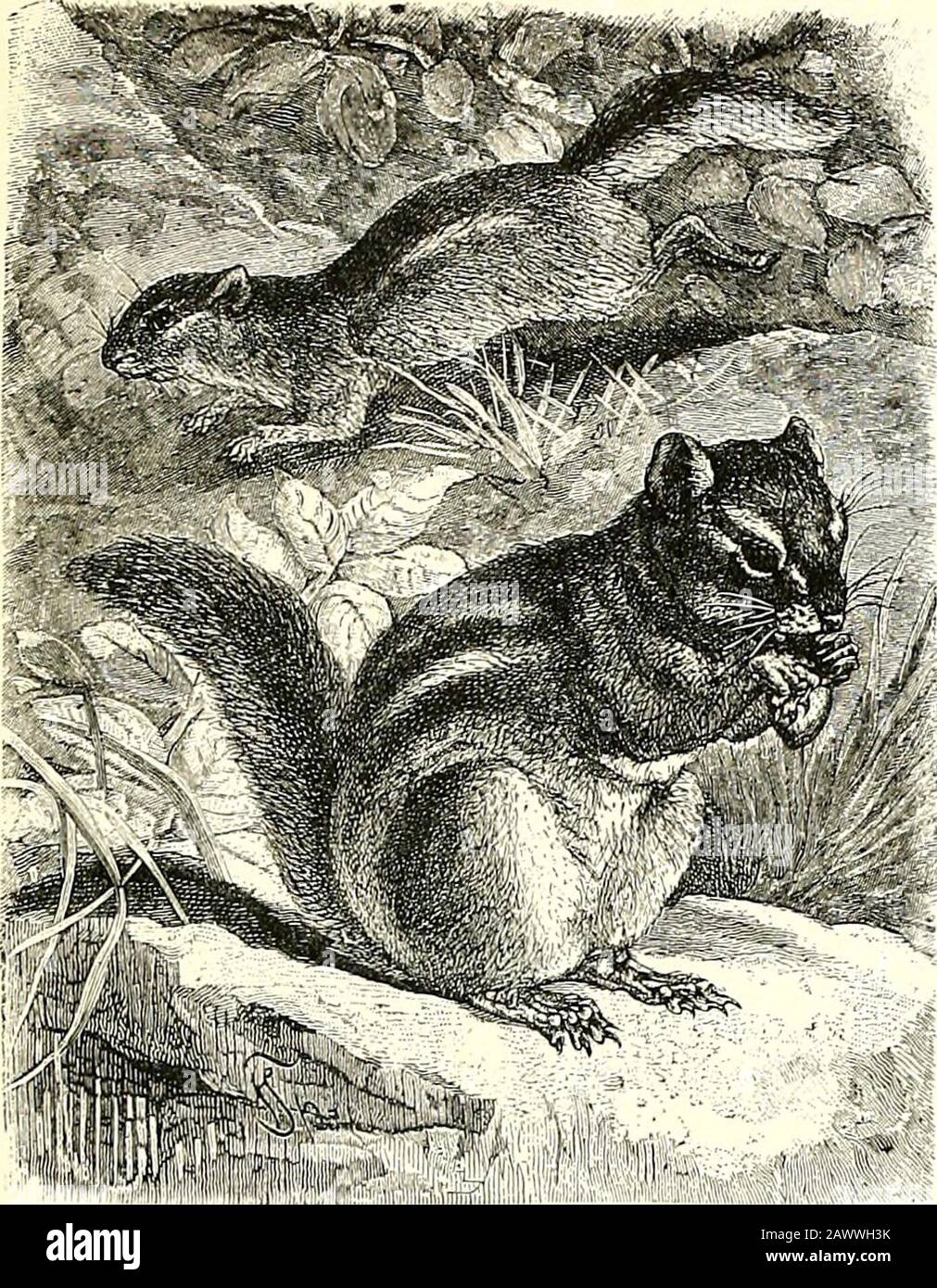 All about animalsFacts, stories and anecdotes . e the squirrels by ...