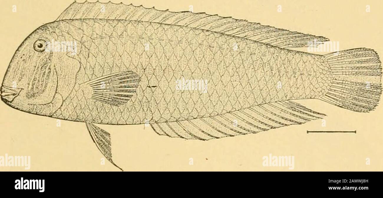 Fishes . Indian species we may notice the Capi- Chromides and ...