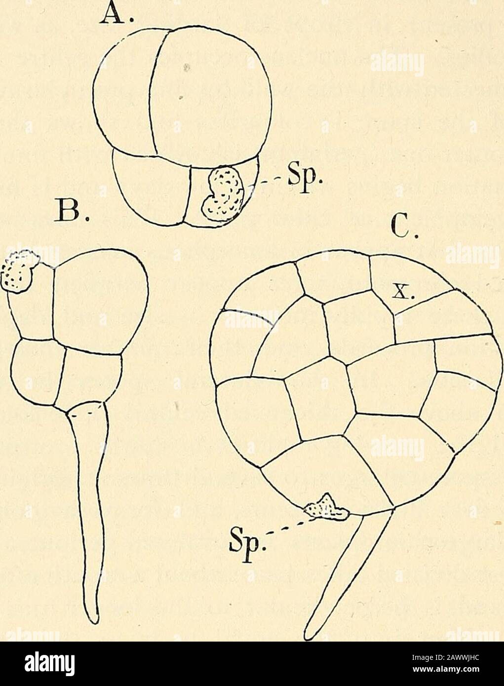 The structure & development of the mosses and ferns (Archegoniatae) . the two-sided apical cell from whichthe young prothallium for a long time grows (Fig. 130), muchas in Aneiira. This type of prothallium, according to Jonkman,^is commoner in Marattia than in Angiopteris, where morecommonly a cell mass is the first result of germination. Thislatter is usually derived from the form where a root-hair isdeveloped at first. In this case only the larger of the primary 1 Luerssen (5). ^ Jonkman (i). ^ Jonkman (2). ?* Jonkman, Bot. Zcit. 1S7S, p. 136. ^ Jonkman, I.e. p. 146. 256 MOSSES AND FERNS CHA Stock Photo