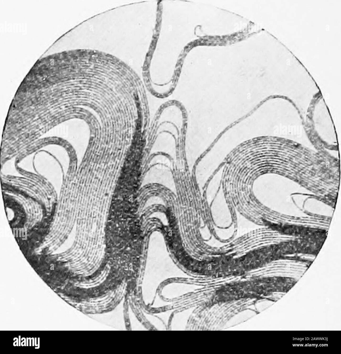 Essentials of bacteriology; being a concise and systematic introduction to the study of bacteria and allied microörganisms . Fig. 42.- -Bacillus anthracis, stained to show the spores (X 1000)(Frankel and Pteiffer). Form.—Rods of variable length, largest of pathogenic or-ganisms 4 At to 10 /i in length, nearly the size of a human blood-corpuscle; broad, cup-shaped ends; in bouillon cultureslong threads are formed, with large oval spores (Figs. 42, 43). Spores.—Single, large, very resistant. Dry heat, 140° C,in three hours; steam in five minutes; necessary to kill. Do io6 ESSENTIALS OF BACTEEIO Stock Photo