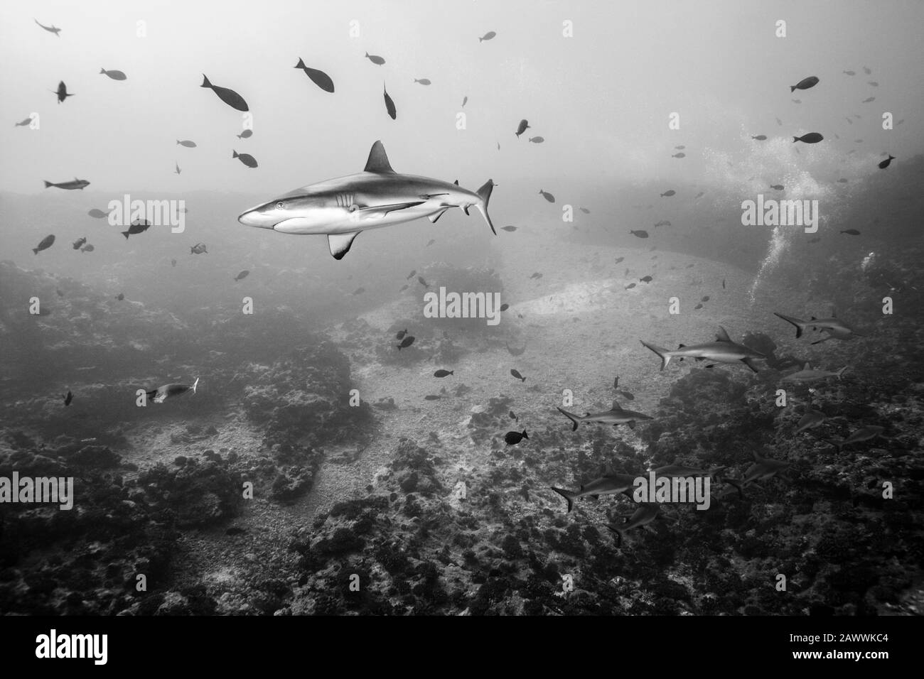 Grey Reef Shark, Carcharhinus amblyrhynchos, Fakarava, Tuamotu Archipel ...