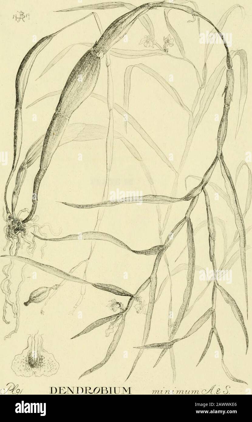 Orchidaceae: illustrations and studies of the family Orchidaceae . PLATE 91 ORCHIDACE.^ Plate 91: Dendrobium minimumPlant, natural size. Labellum enlarged. [ 258 ]. DBNDR6&gt;BIUM mi n I )nt (m (zAz S. PLATE 92 ORCHIDACE.E Plate 92 : Eria magnicallosaUpper part of plant, natural size. Labellum. [ 260 ] Stock Photo