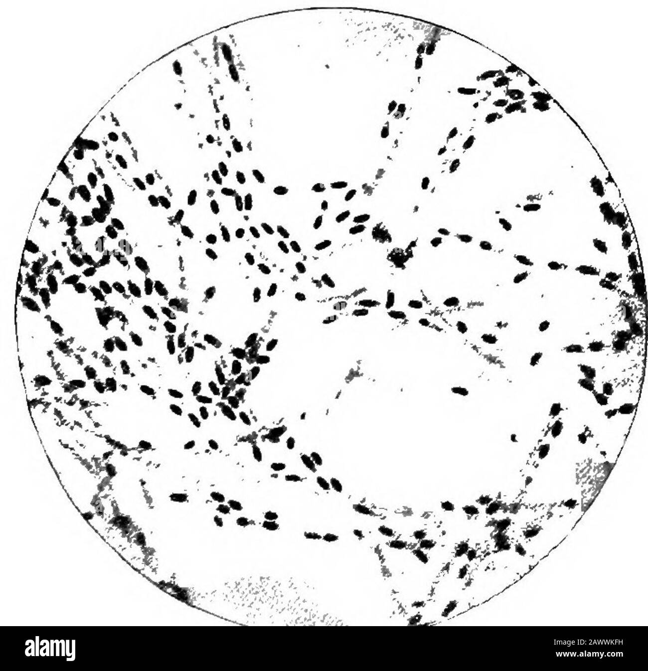 Essentials Of Bacteriology Being A Concise And Systematic Introduction To The Study Of Bacteria And Allied Microorganisms Fig 41 Sarcina Ventriculi From Stomach Contents X 53 Vanvalzah And Nisbet Form Colorless Oval Cocci In
