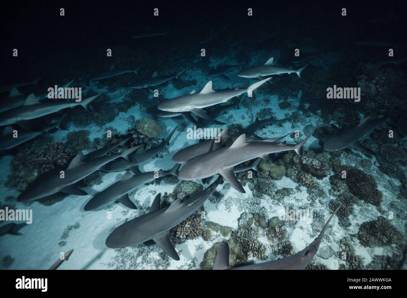 Grey Reef Shark hunting at Night, Carcharhinus amblyrhynchos, Fakarava, Tuamotu Archipel, French Polynesia Stock Photo