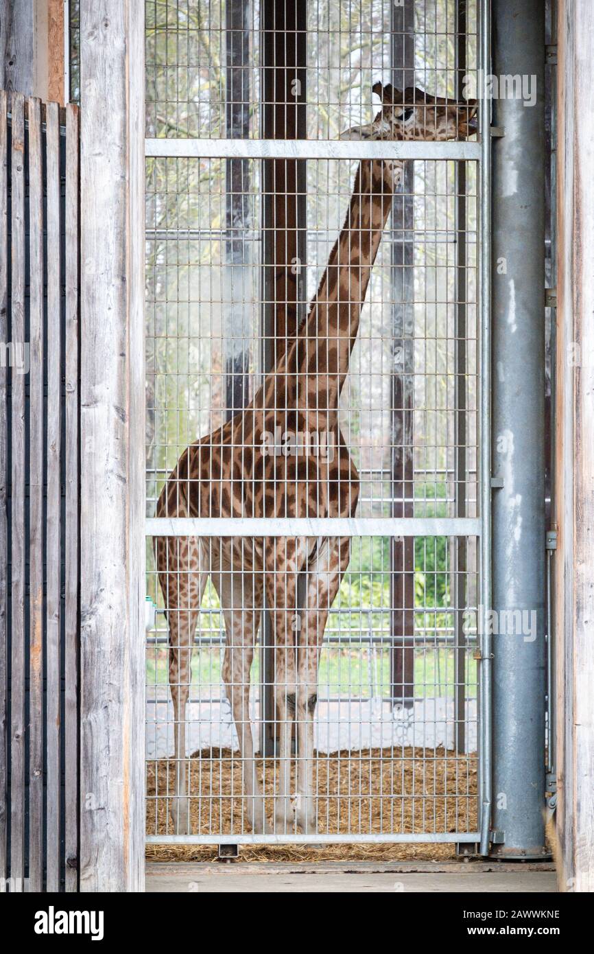 Giraffe in a cage Stock Photo