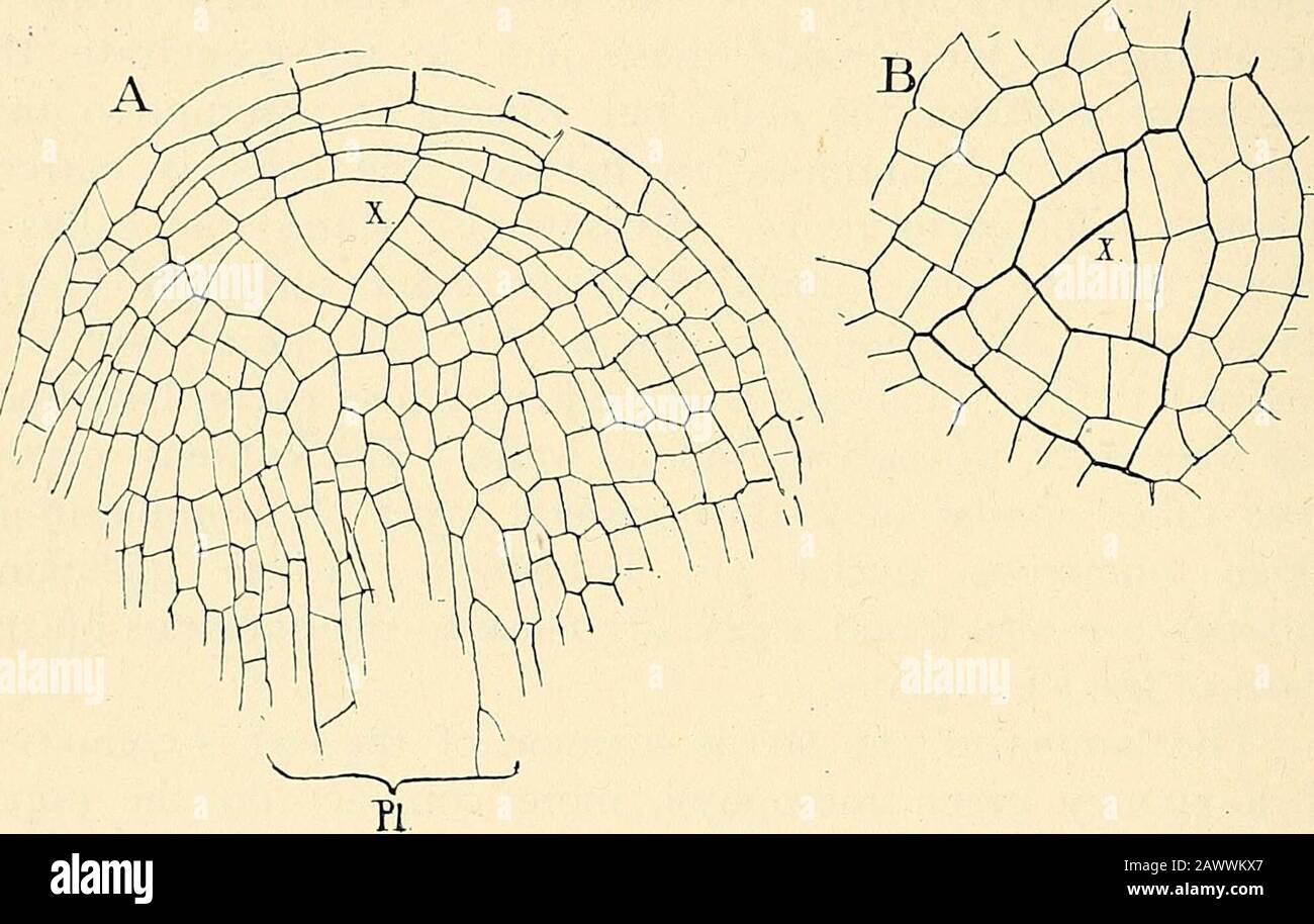 The structure & development of the mosses and ferns (Archegoniatae) . lder ones.Sections either transverse or longitudinal, through the root tip,when compared with those of Ophioglossum, show a verymuch greater regularity in the disposition of the cells. Thisis less marked in B. ternatum, and probably an examination ^ Janczewski (4). - Russow (5). ^ Janczewski (4), p. 69. 248 MOSSES AND FERNS CHAP. of such forms as B. simplex will show an approximation to thecondition found in Ophioglossum, although Holles ^ figure ofB. lunaria shows even greater regularity in the arrangement ofthe apical meri Stock Photo