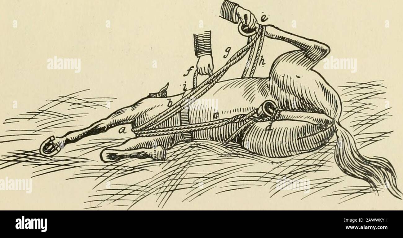 Restraint of domestic animals; a book for the use of students and practitioners; 312 illustrations from pen drawings and 26 half tones from original photographs . Fig. 169. Galvaynes One Man Method of Oasting and Securing aHorse—Second Position. rein in your right hand, pushing the animals head away fromyou as far to his near side as possible, and at the same timetake in the slack of the throwing rope (d) ; step back about 6feet and steadily draw the horses head around against the sur-cingle and the animal will gradually lie down. Should the. Fig. 170. Galvaynes One Man Method of Casting and S Stock Photo