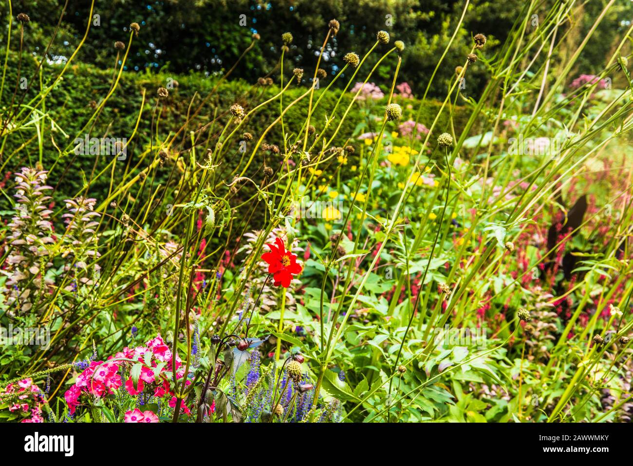 weeds in the garden Ray Boswell Stock Photo