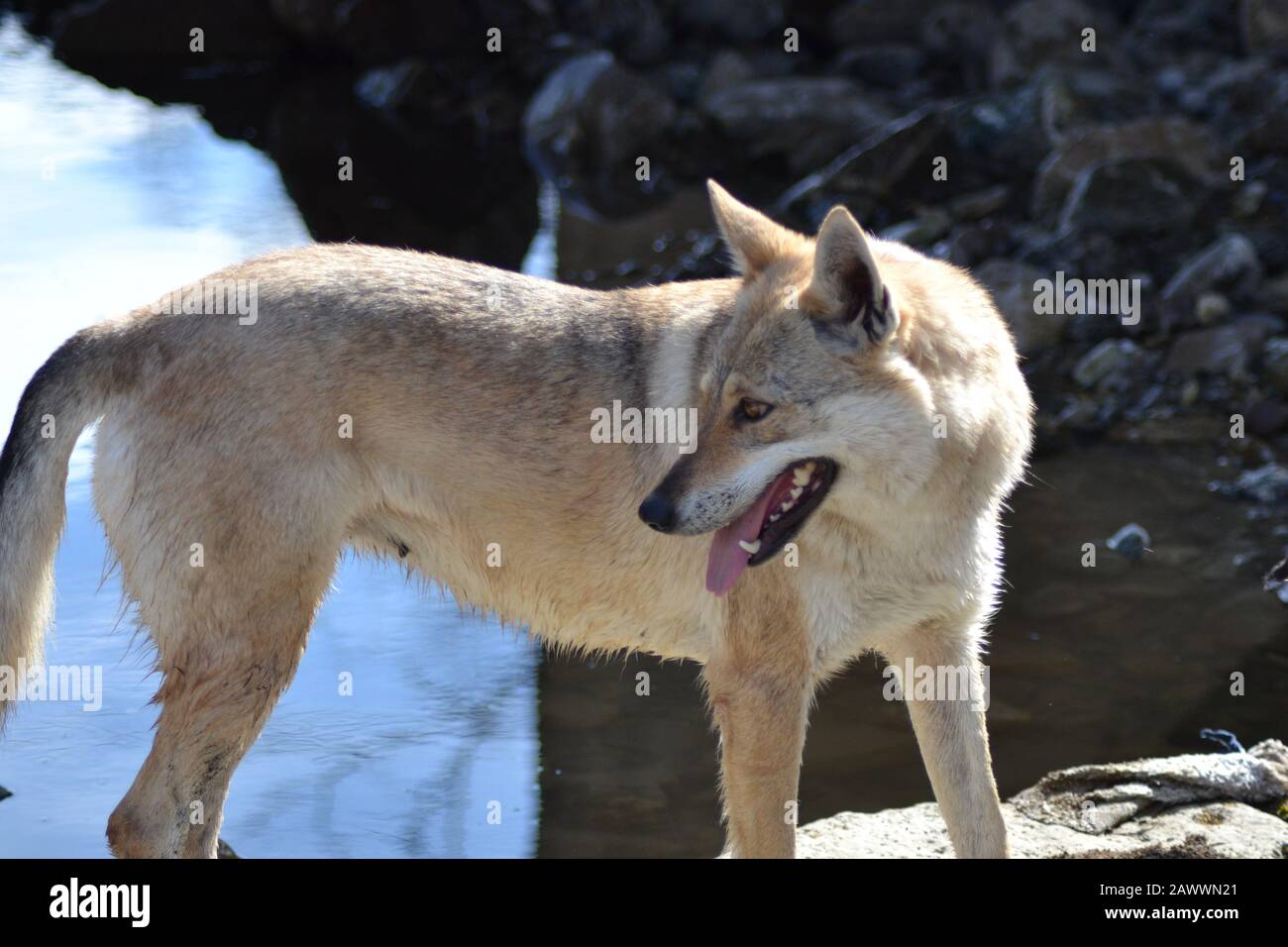 Cane lupo dog wolf nature2 Stock Photo Alamy
