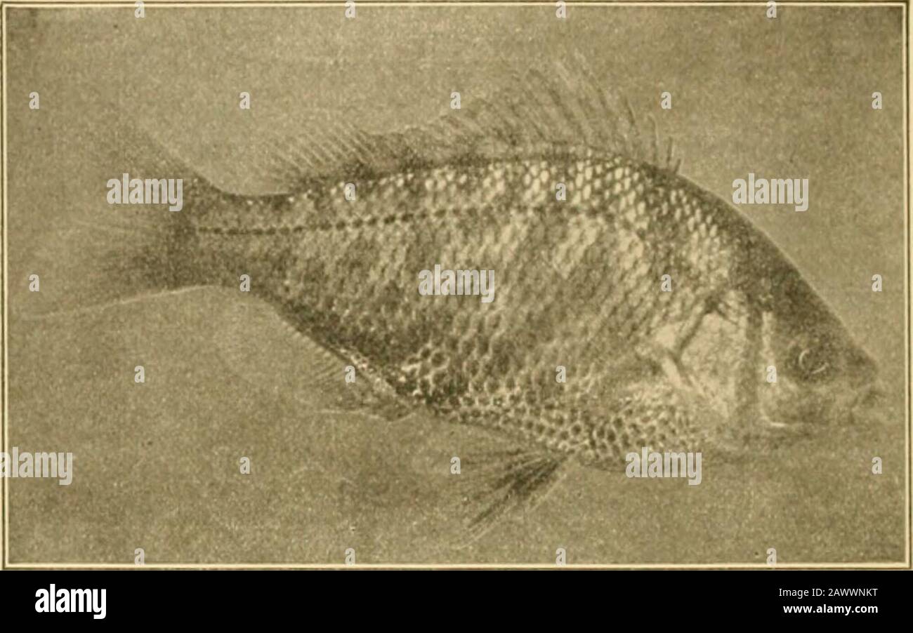 Fishes . Fig. 480.—Silver Surf-fish (viviparous), Hypocritichthiis analis (Agassiz). Monterey. species with dull yellowish cross-bands. RhachocJiilus toxotesis the largest species in the family and the one most valuedas food. It is notable for its thick, drooping, ragged lips.HyperprosopoH arcuatus, the wall-eye surf-fish, is brilliantlysilvery, with very large eyes. H. agassizi closely resemblesit, as does also the dwarf species, Hypocritichthys analis, towhich the Japanese Neoditrema rausouucti is very nearly re-lated. The other species are all small. Abeona minima andA. aurora feed on seawe Stock Photo
