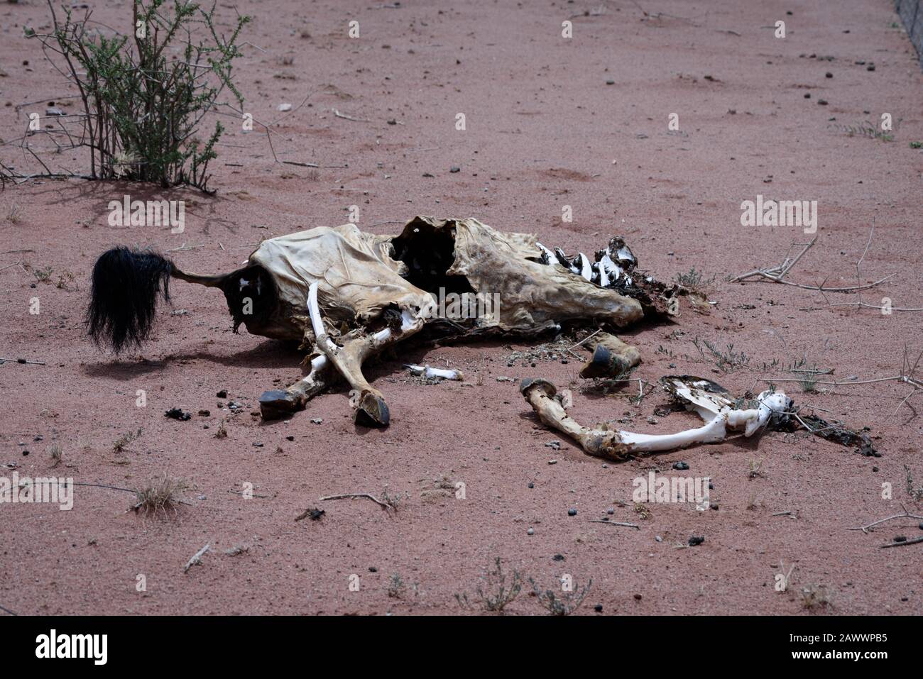 Wildlife remains of an animal that succumbed to drought in Namibia Stock Photo