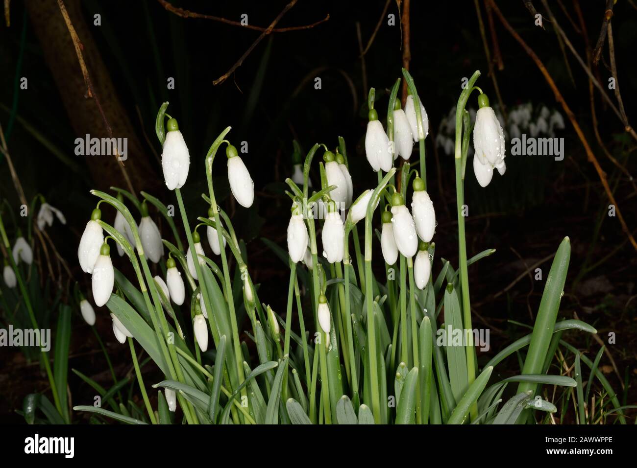 Snowdrops or Galanthus nivalis. Closeup of white bell like flowers. Stock Photo