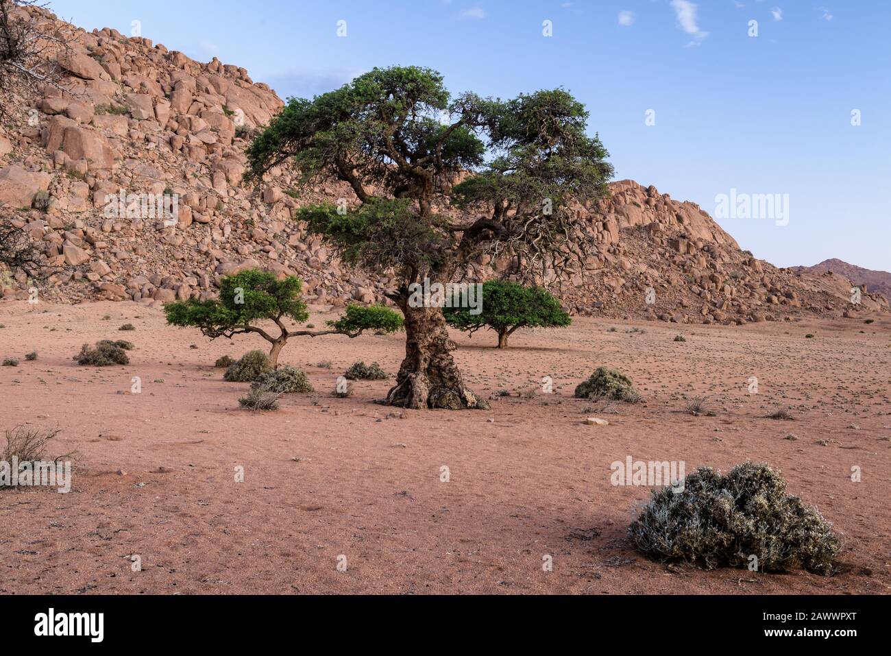 Acacia trees in Namibia's desert are framed by a rocky outcrop in the southern African country Stock Photo
