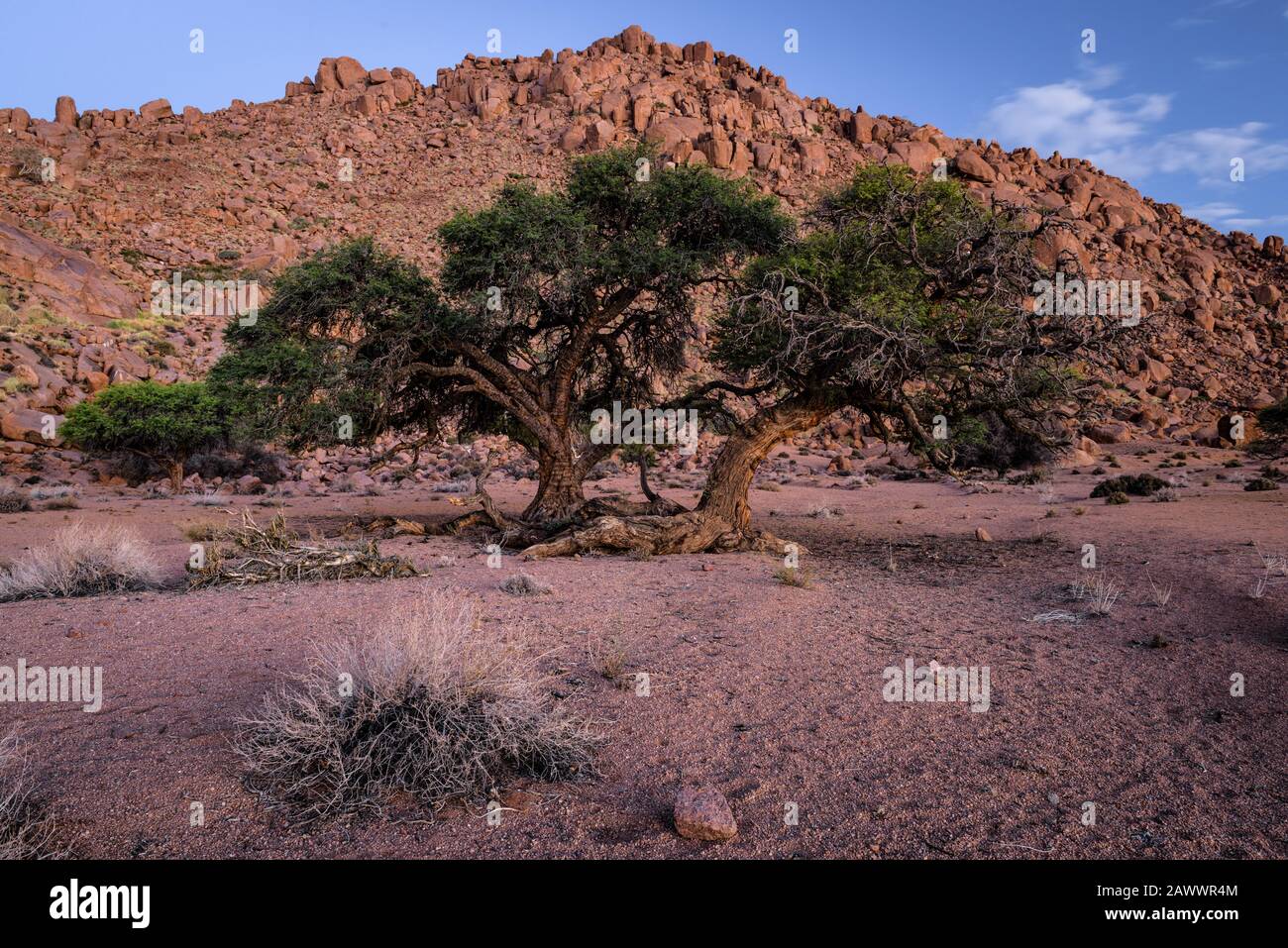 Acacia trees in Namibia's desert are framed by a rocky outcrop in the southern African country Stock Photo