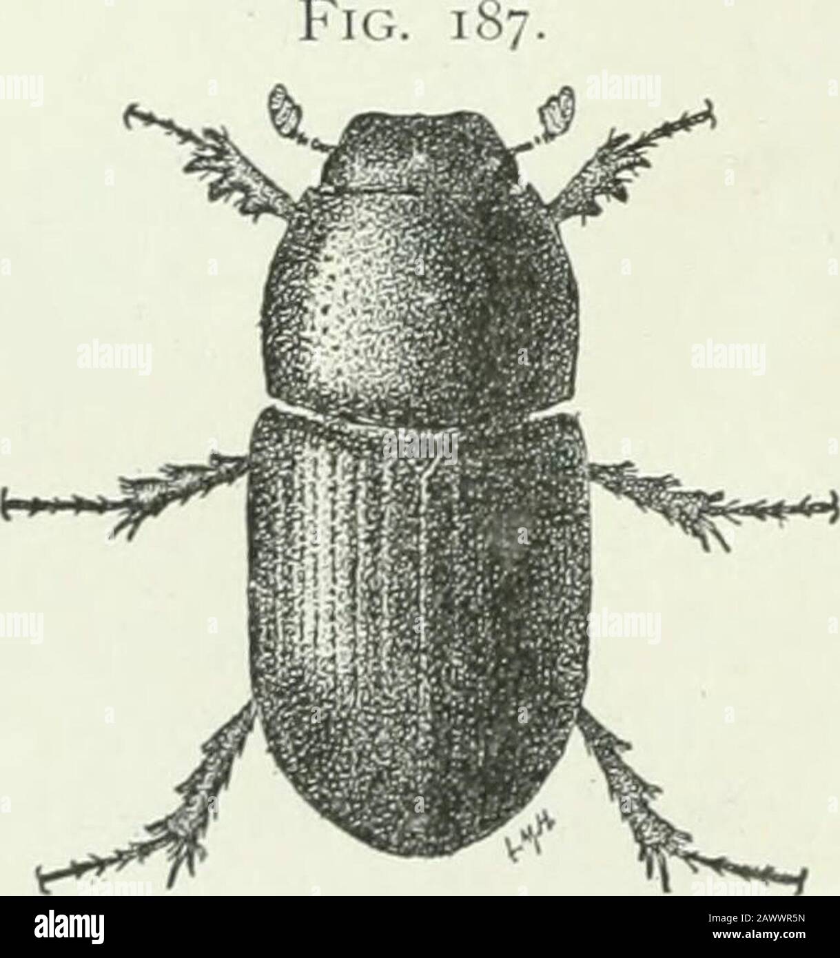 Economic entomology for the farmer and fruit-grower : and for use as a ...