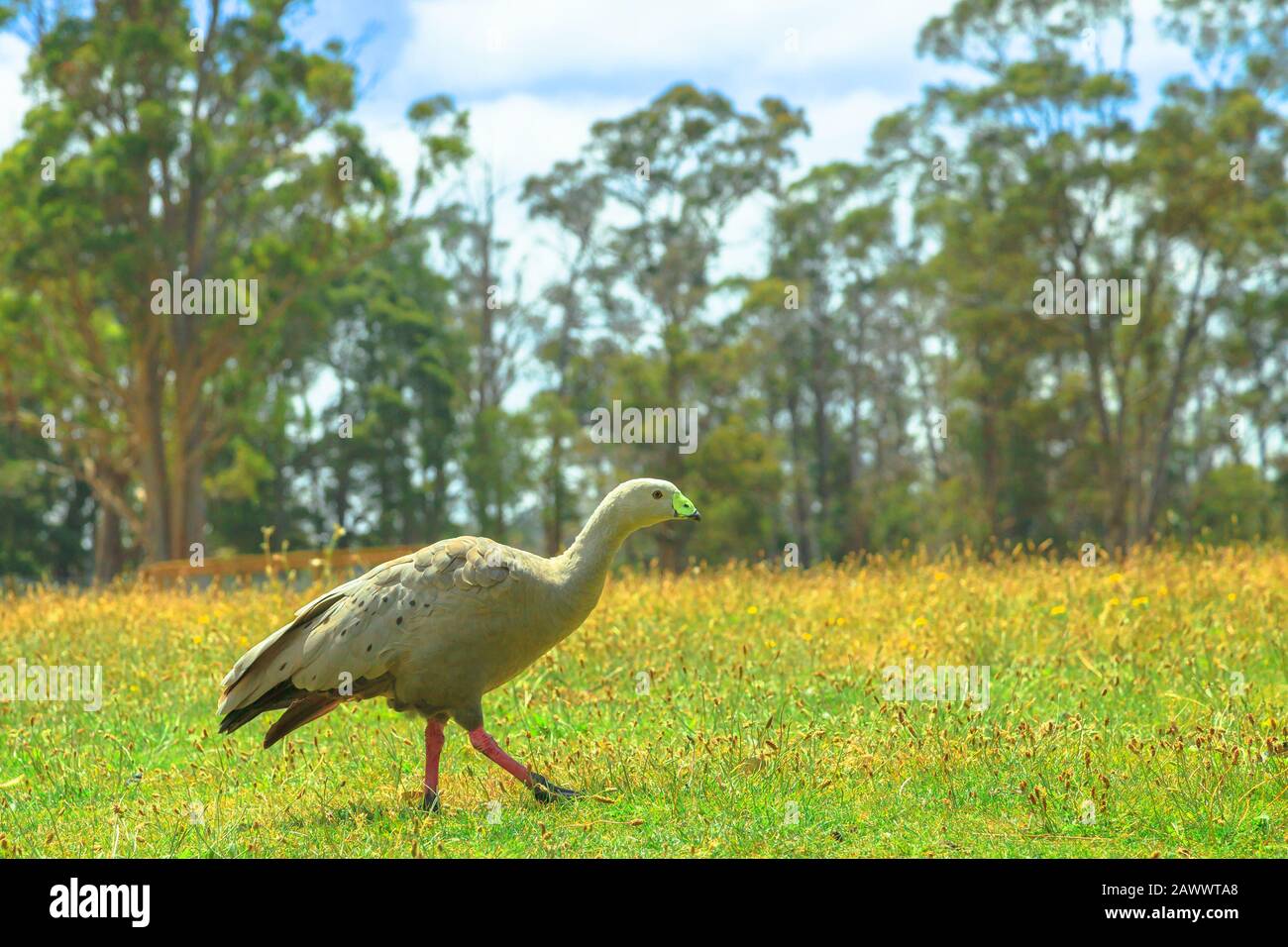 Cape Barren Goose, Cereopsis novaehollandiae, walking on a green lawn with wooden tasmanian forest on background. It is a large goose resident in Stock Photo