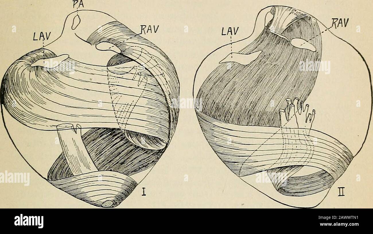 Tricular A text-book of physiology, for medical students and physicians . e time ...